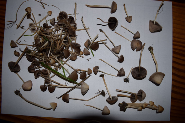 Pilze1 - (Pilze, sammeln)