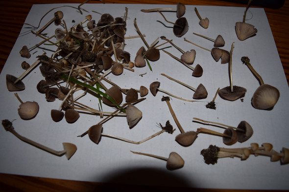 Pilze2 - (Pilze, sammeln)