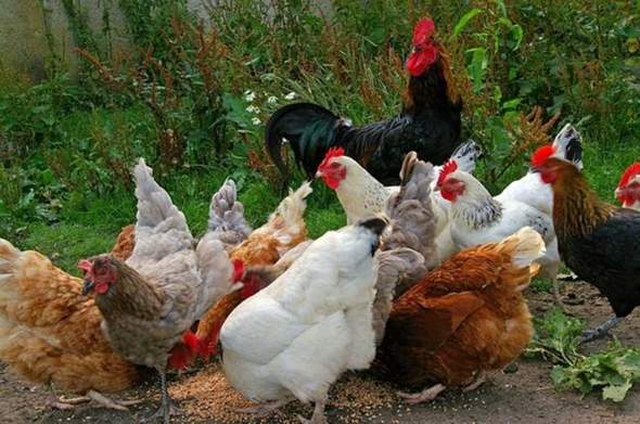 Sind Hühner 🐔🐓 gefährlich?