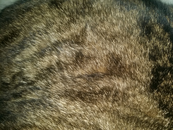 - (Katze, Haustiere)