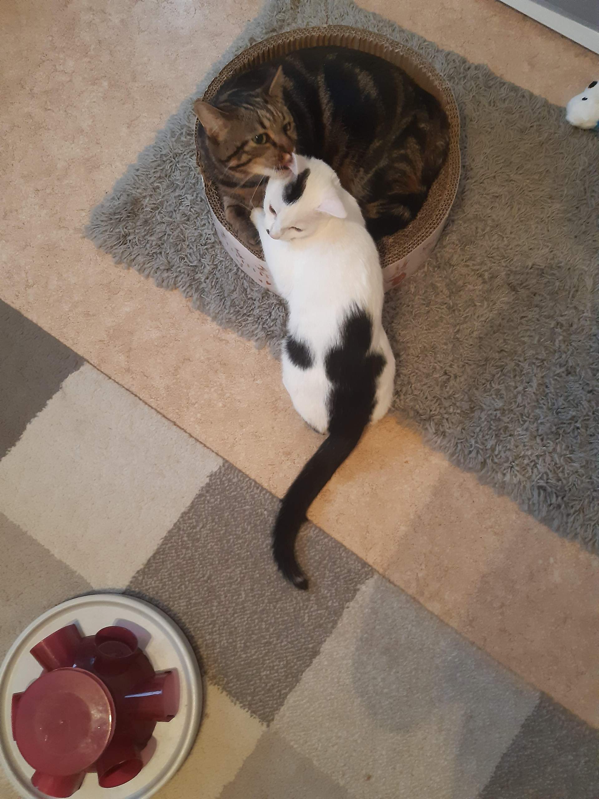 Sind Katzen mit großen Ohren und einem langen dünnen Schwanz eher eine