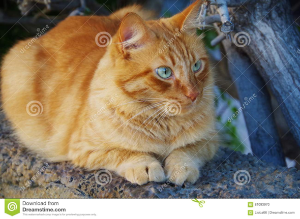 Eine katze mit goldener rüstung und blauen augen