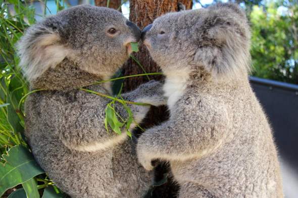 Sind Koalas 🐨 gefährlich?