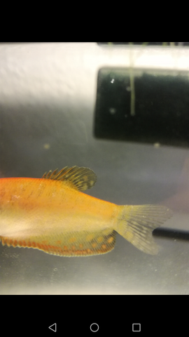 - (Krankheit, Fische, Aquarium)