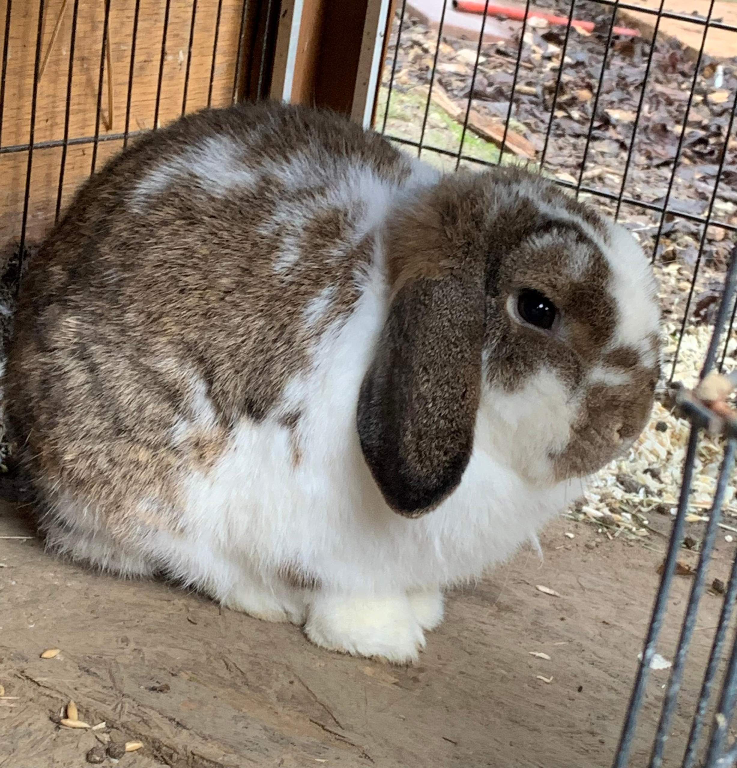 Sind meine Kaninchen gesund? (Tiere, Haustiere, Zwergkaninchen) Sind meine Kaninchen gesund? (Tiere, Haustiere, Zwergkaninchen)