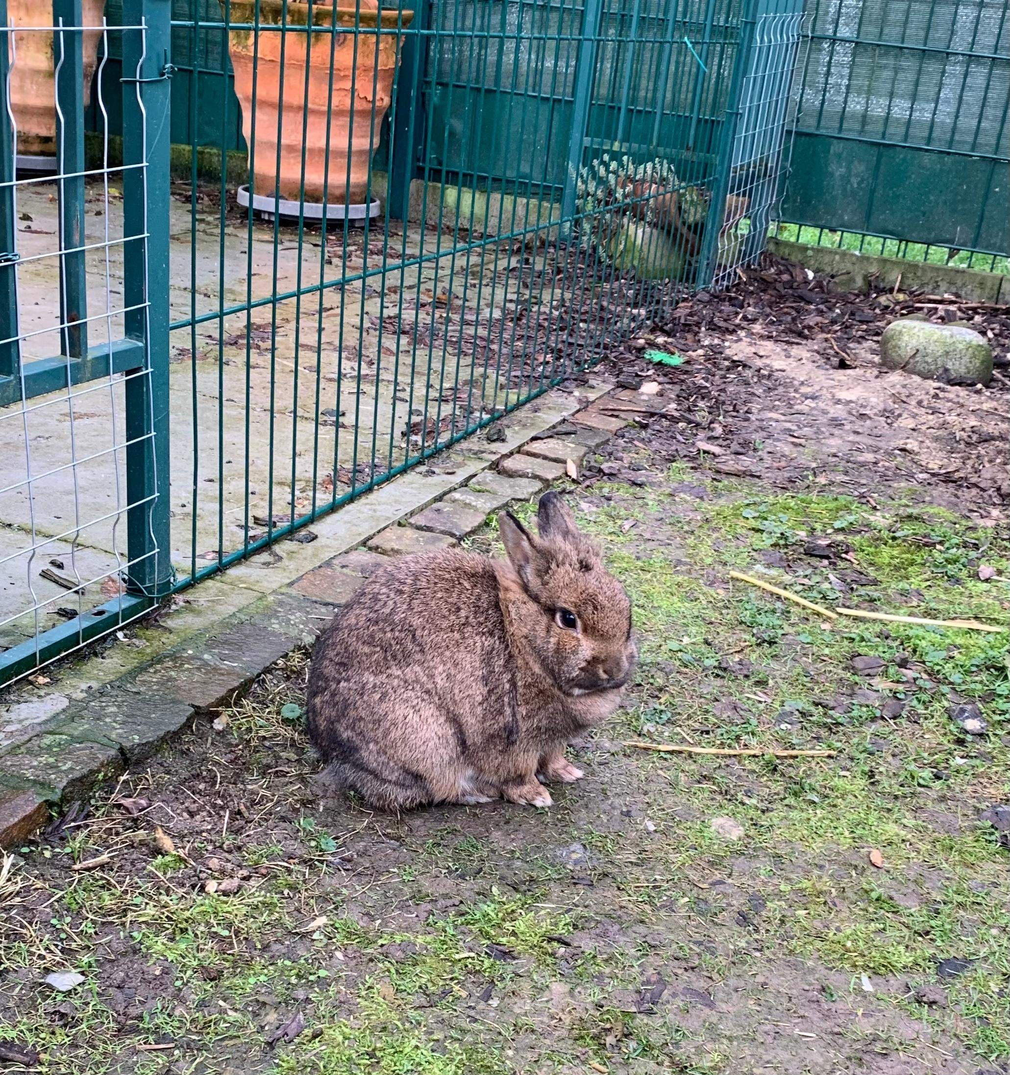 Sind meine Kaninchen gesund? (Tiere, Haustiere, Zwergkaninchen)
