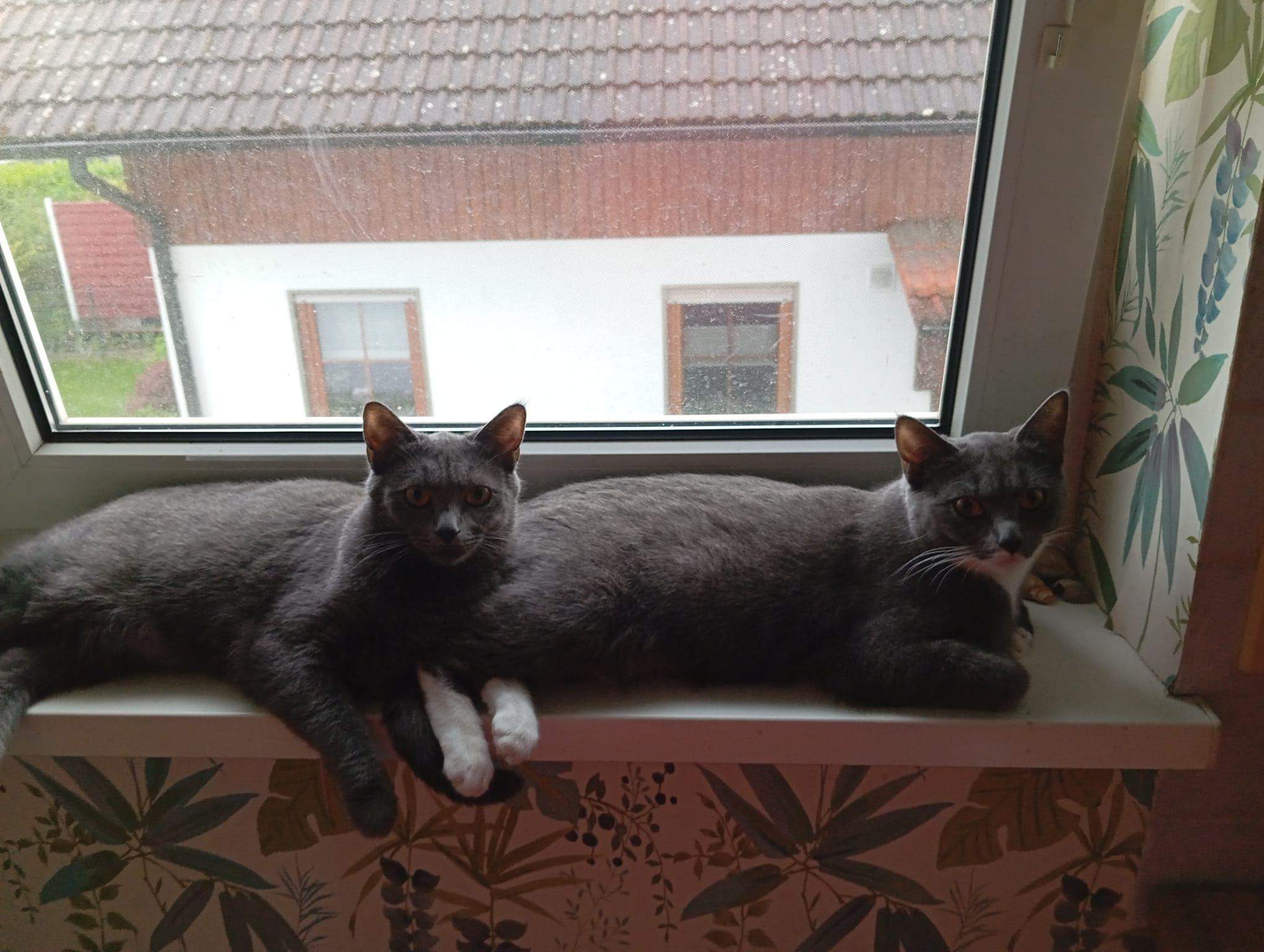 Sind meine Katzen ein Mix aus Bkh und russisch Blau? (Hauskatze, Rasse, Britisch Kurzhaar)
