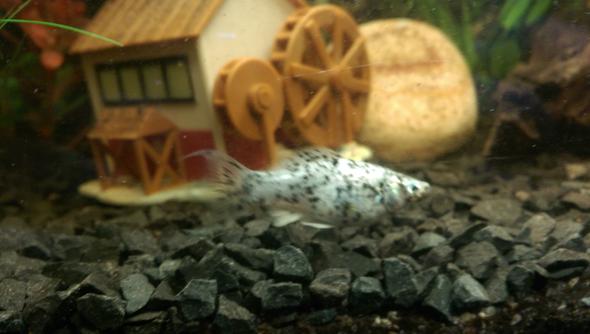 dalmatiner molly - (Aquaristik, Trächtig, Molly)