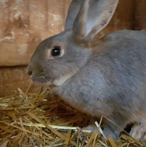 Sind Meins Kaninchen Rex Kaninchen Tiere