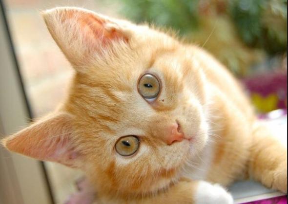 Orange-weiße Katze  - (Katze)