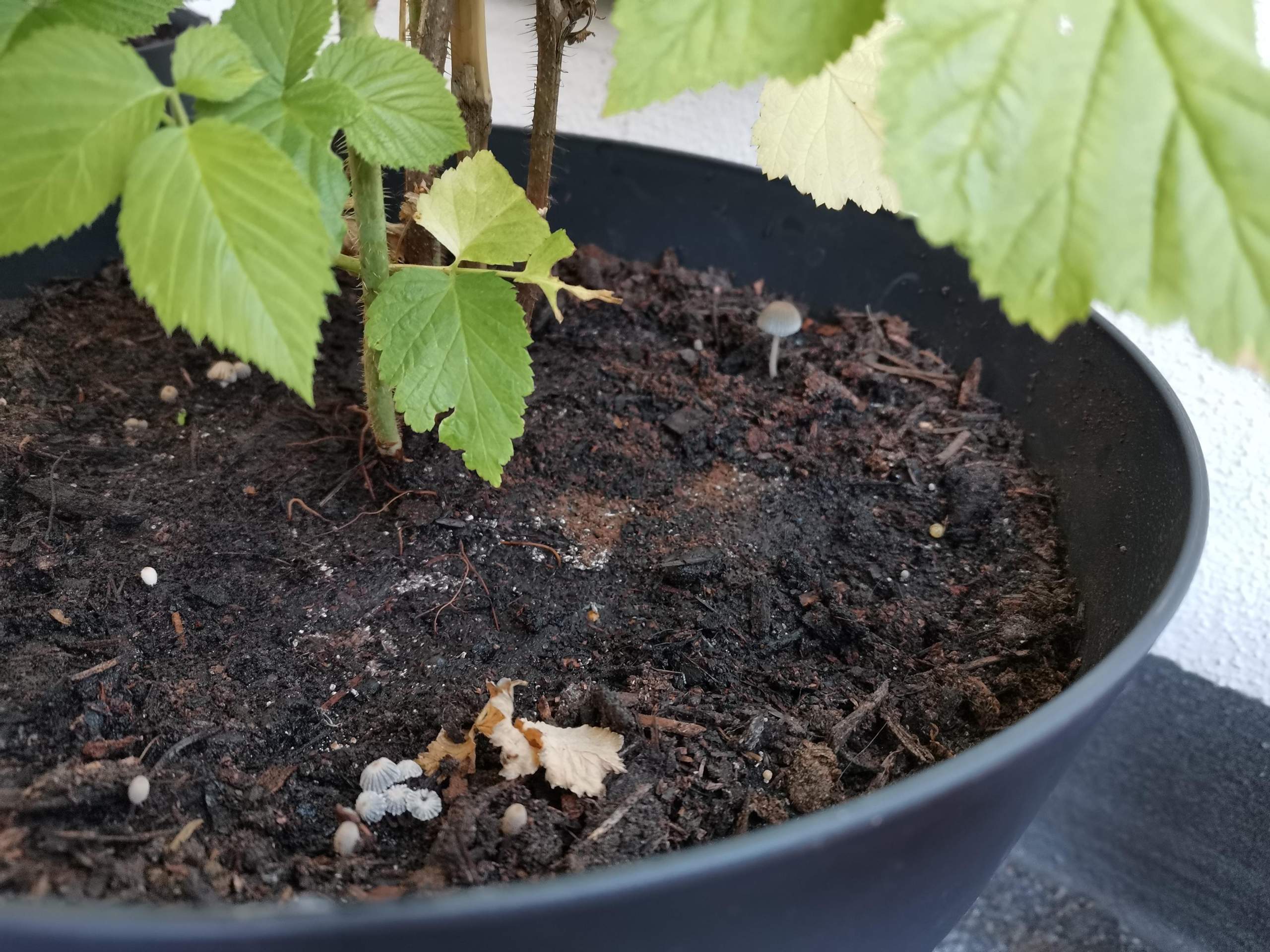 Sind Pilze schädlich für die Pflanze? (Pflanzenpflege, Schädlinge ...