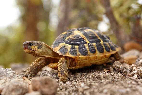 Sind Schildkröten 🐢 gefährlich?