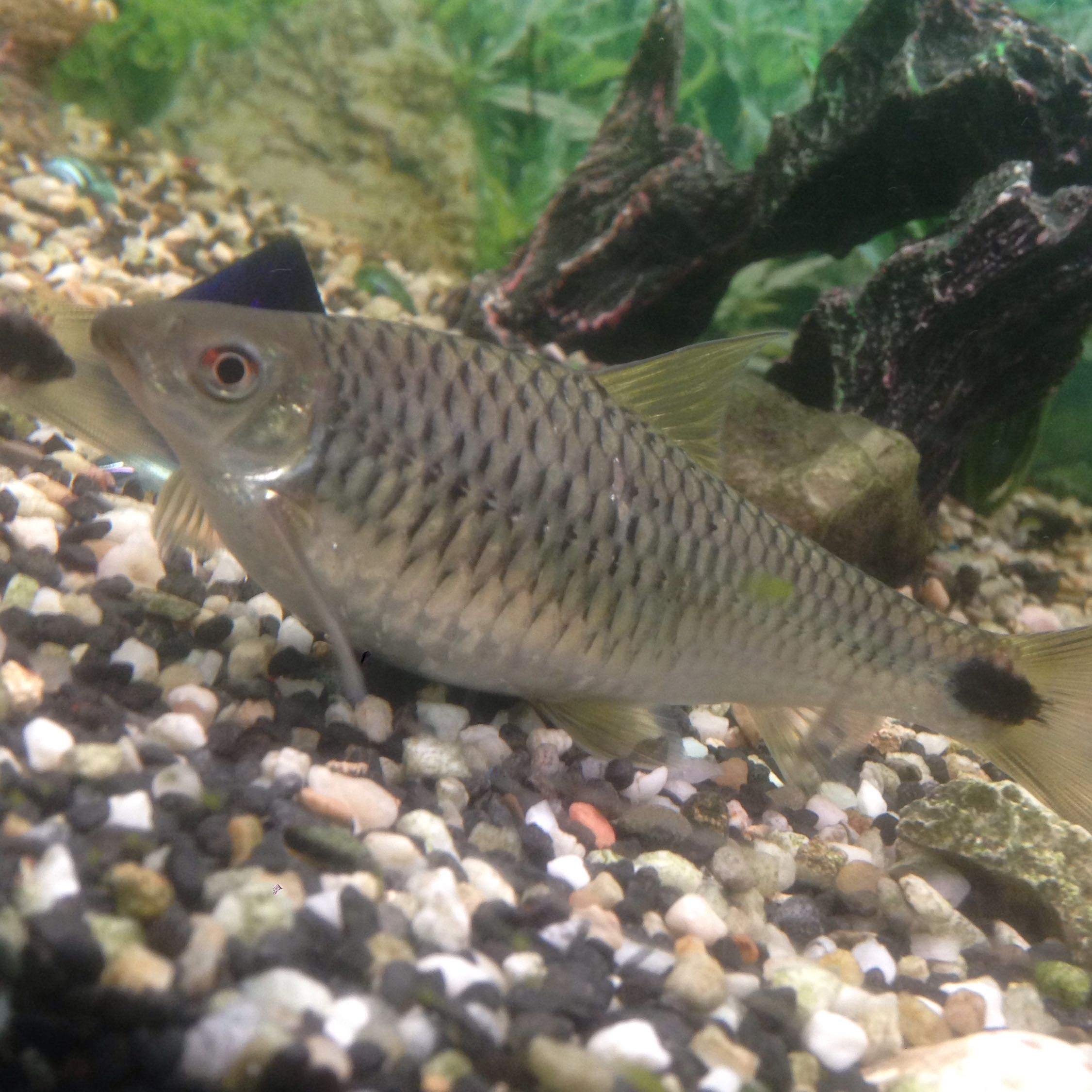 Sind sie schwanger? (Fische)