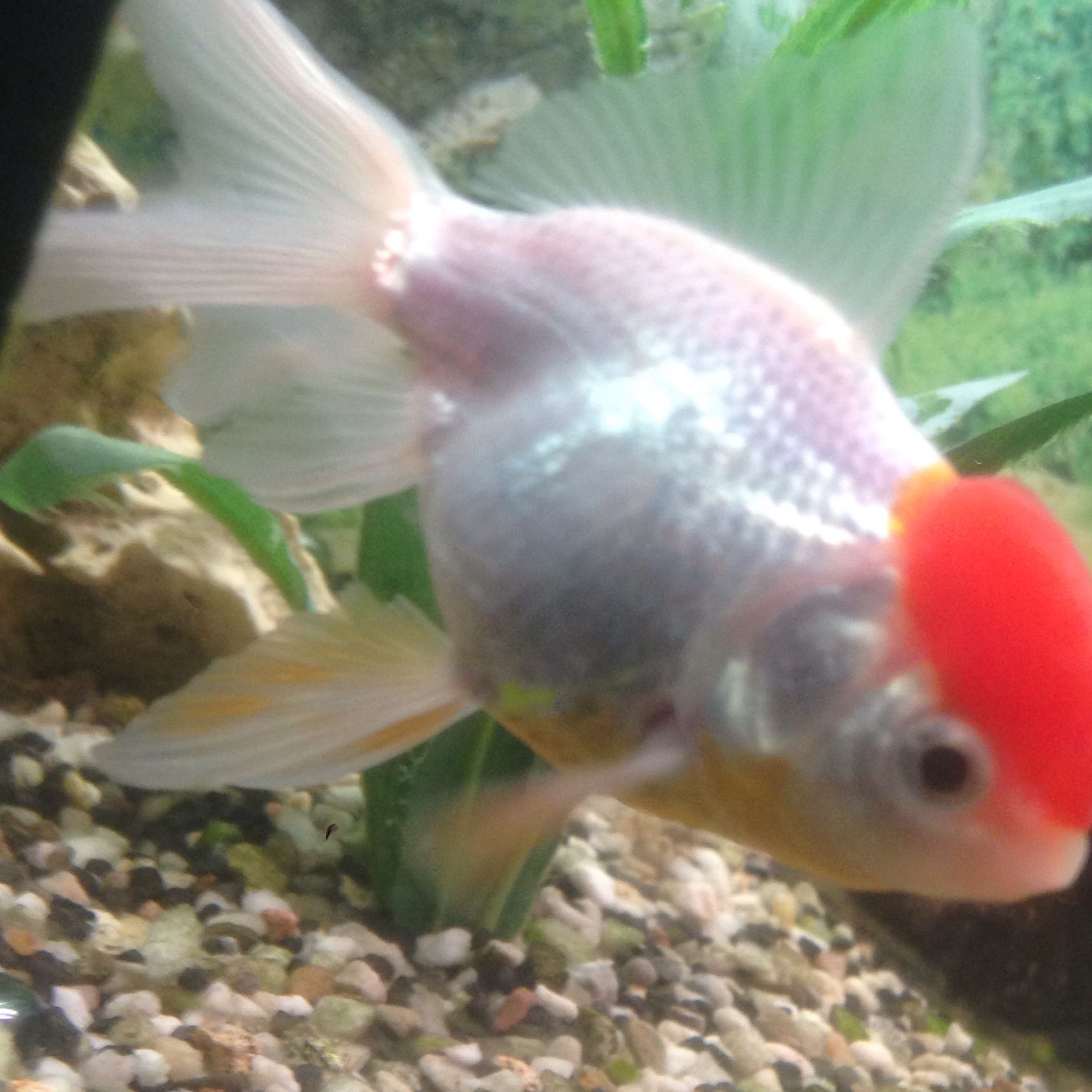 Sind sie schwanger? (Fische)