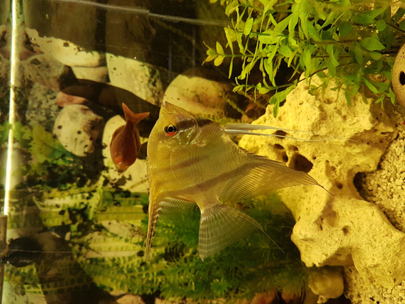 skalar männchen? (Fische, Aquarium)