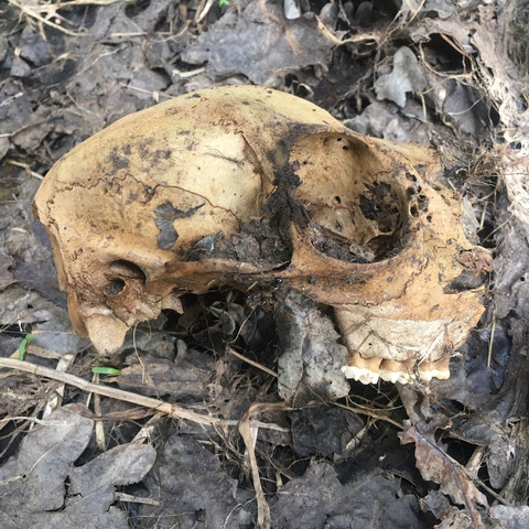 Skelett Kopf - (Tiere, Wald, Jäger)