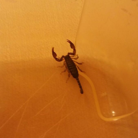 Ist das ein Skorpion? - (giftig, Keller, Skorpion)