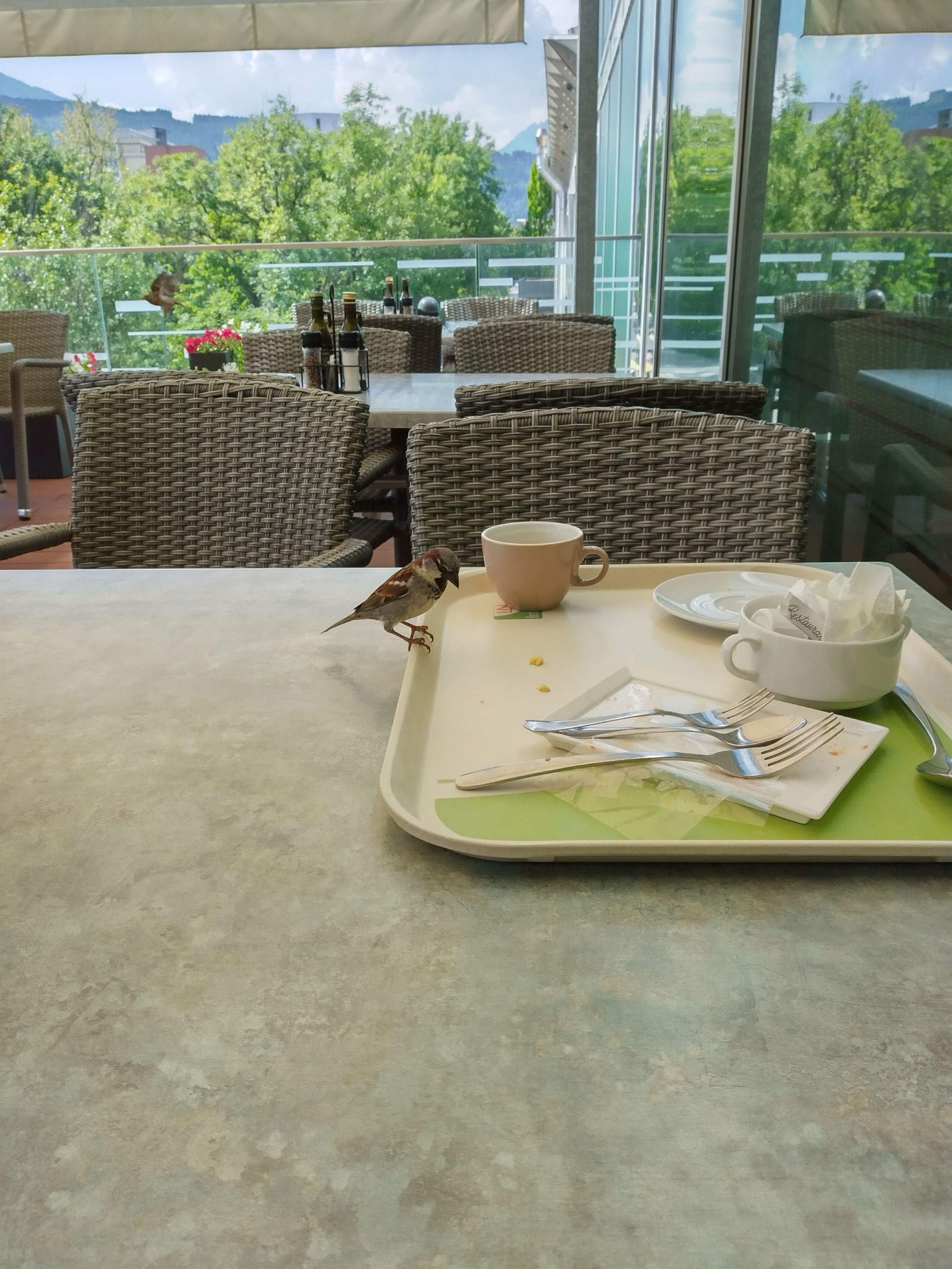 Sind Frittaten und Biskuitkuchen gesund für Spatzen? (Ernährung, Tiere ... Sind Frittaten und Biskuitkuchen gesund für Spatzen? (Ernährung, Tiere ...