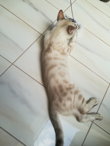 Ab Wann Ist Eine Katze Alt - Tierische Tapete