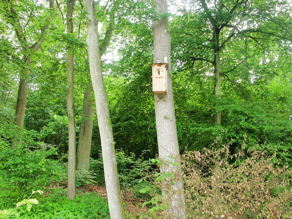 Bienenschwarm - (Tiere, Garten, Natur)
