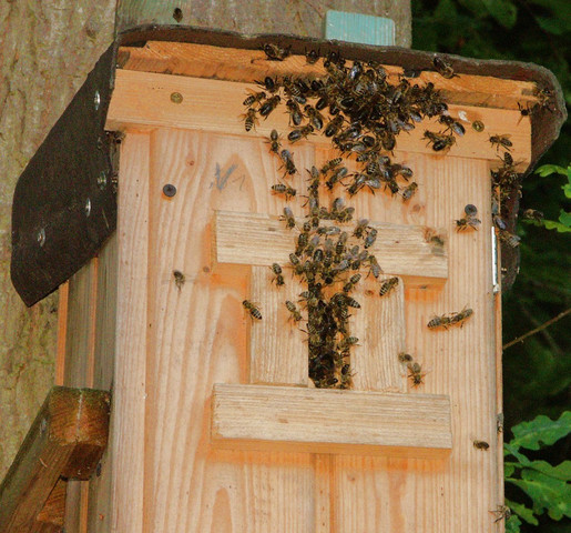 Bienenschwarm1 - (Tiere, Garten, Natur)