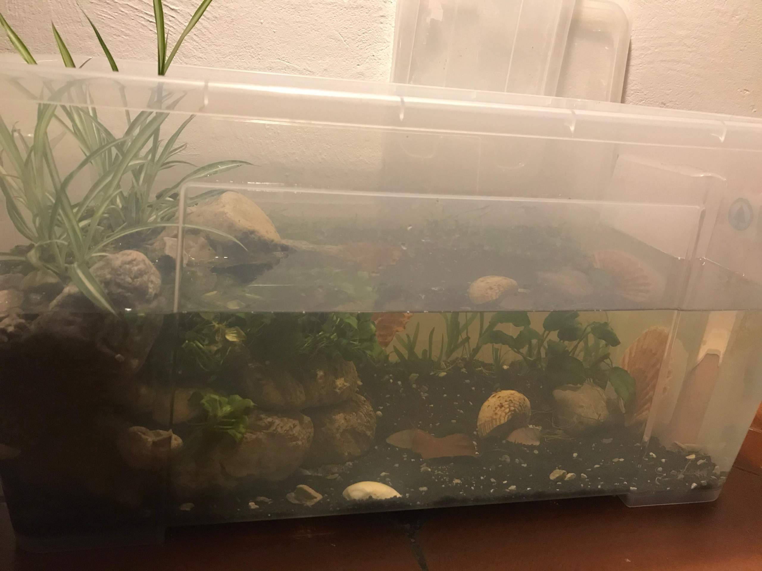 Soll ich das Aquaterarium kaputt machen? (Fische, Aquarium, Terrarium)