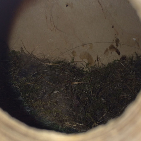 Das ist das Nest vom letzten Jahr  - (Tiere, Vögel, Nest)