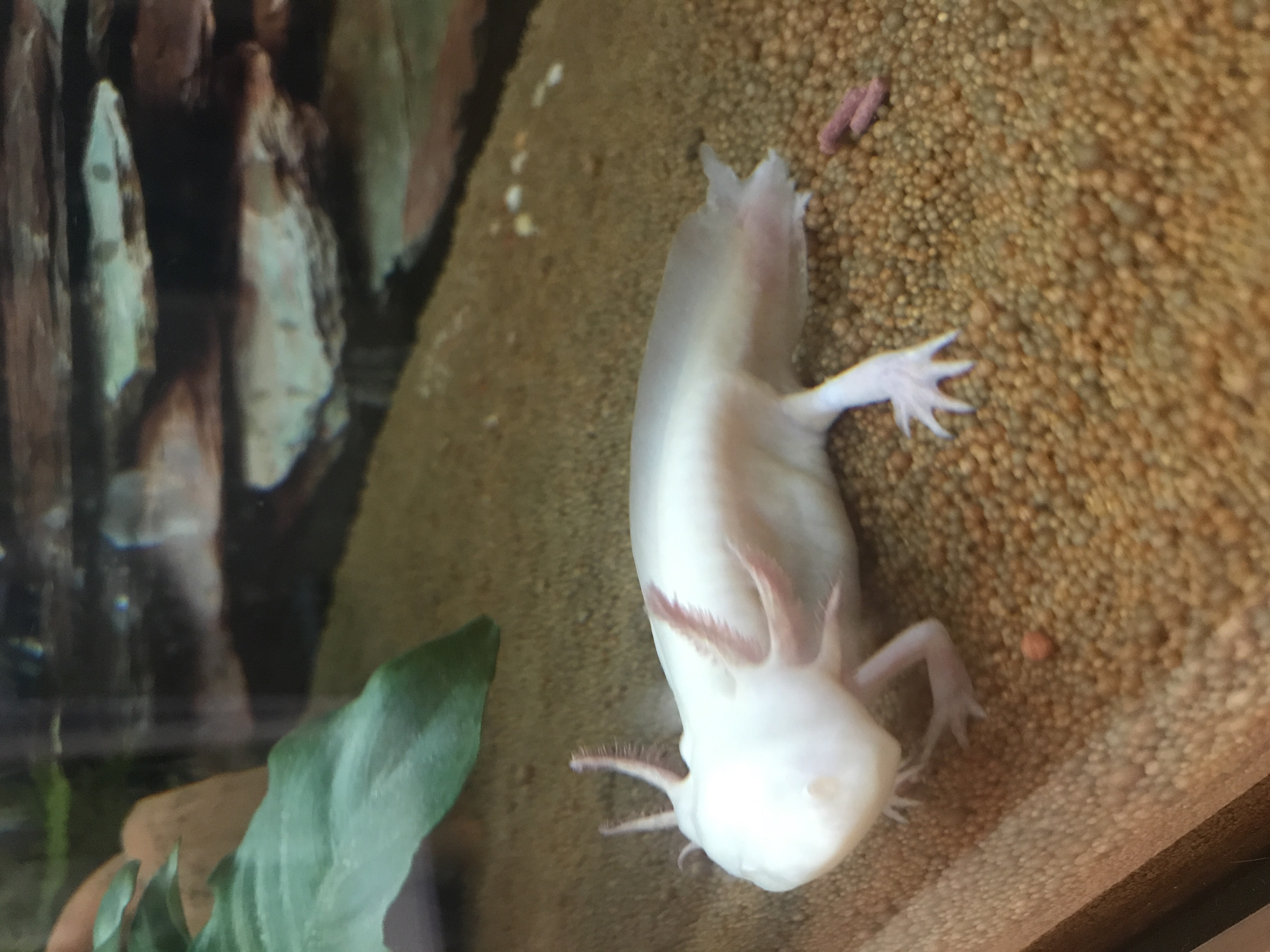 Soll ich die Axolotl jetzt trennen? (Aquarium)