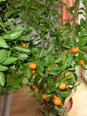 Mandarinenbäumchen - (Pflanzen, Früchte, Mandarinenbäumchen)