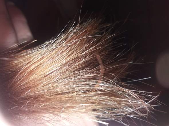 soll ich meine haare nur 2 mal in einer