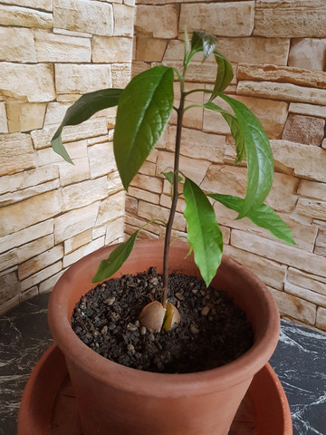 Avocado - (Biologie, Pflanzen, Garten)