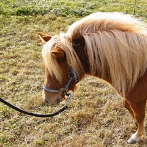 <---Shetland Pony
 - (eigenes Pferd, Pferderassen, eigenes Pony)