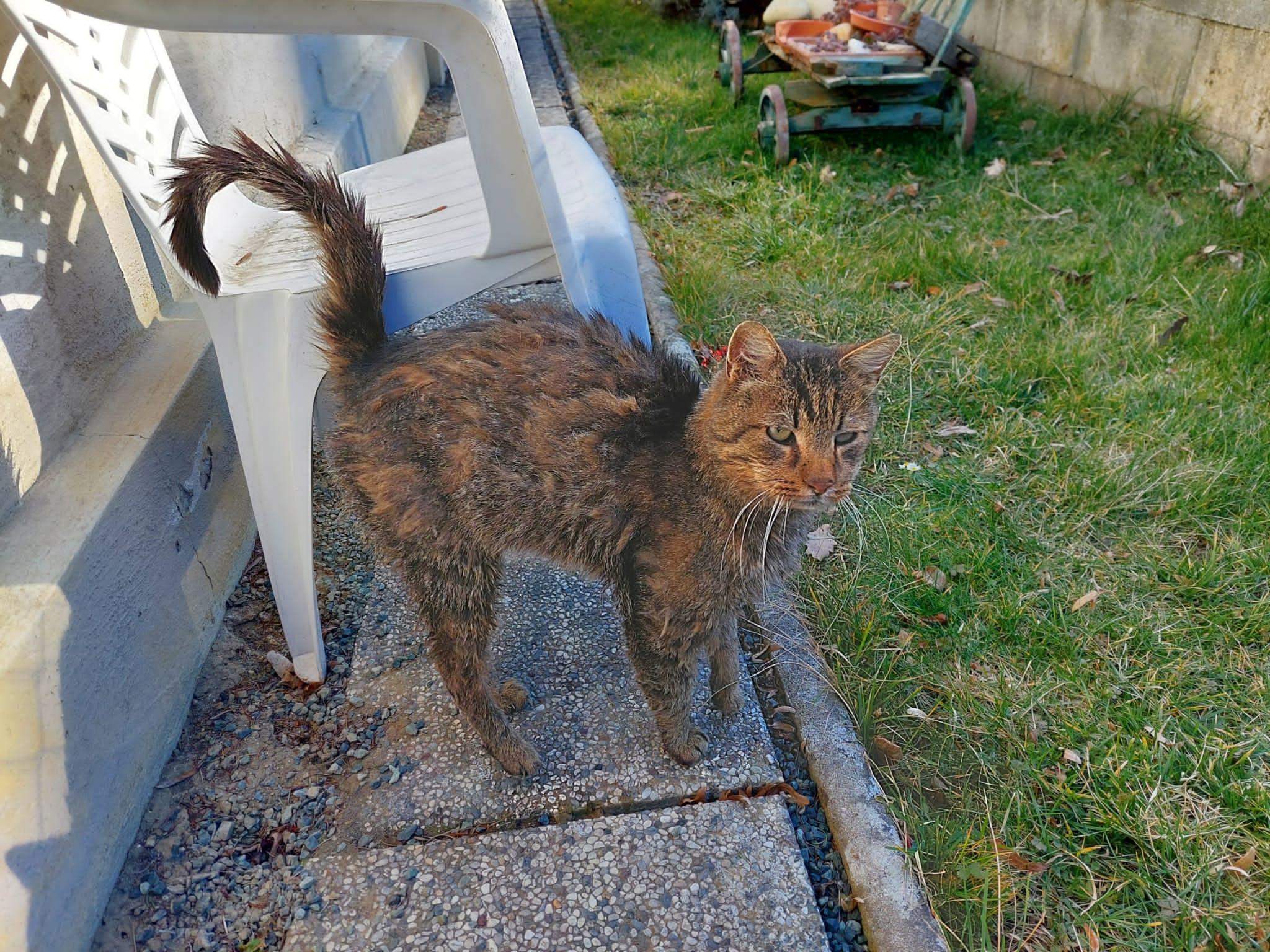 Sollte die Katze eingeschläfert werden oder von selber auf natürlichen Weg gehen? (Ernährung
