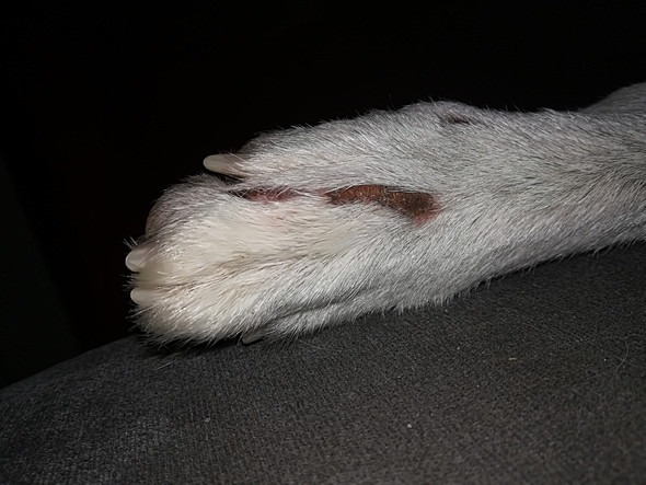Sollte ich die Pfote meines Hundes Röntgen lassen (Mit Bild