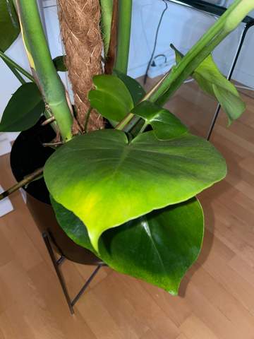 Sollte ich meine Monstera giessen? (Pflanzenpflege, Botanik ...