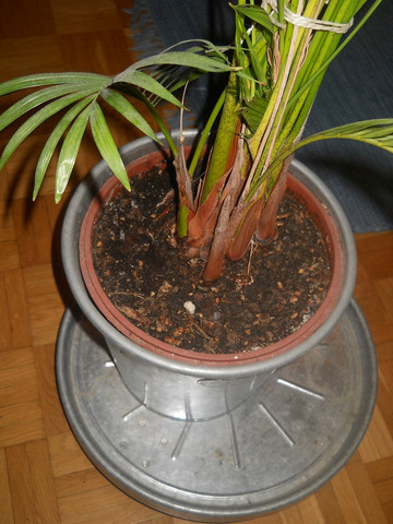 dd - (Garten, Pflanzen, Pflanzenpflege)