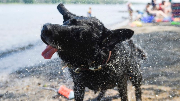 Sollten sich Hunde bei Hitze abkühlen, was sagt ihr als Hunde-Experten  / Hundehalter?