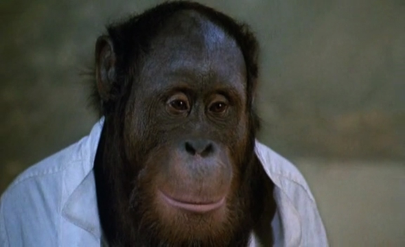 Sollten wir Affen als Arbeitstiere domestizieren?