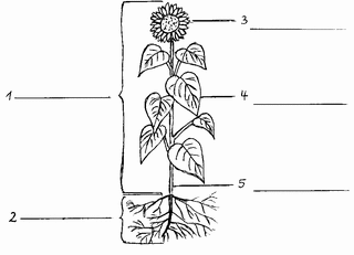 Sonnenblume Aufbau