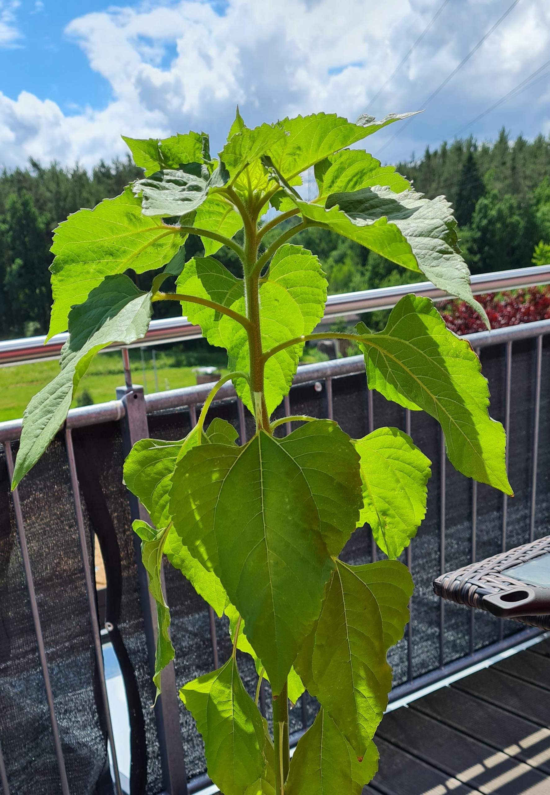 SonnenblumenBlätter steif am Stängel? (Wasser, Pflanzen, Blumen)