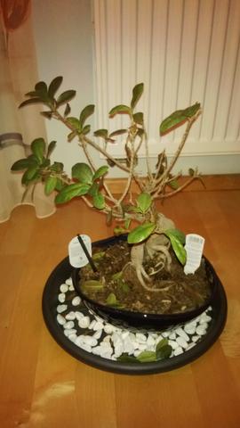 bonsai blätter - (Bonsai, Bonsai Ficus Ginseng, Bonsai Hilfe)