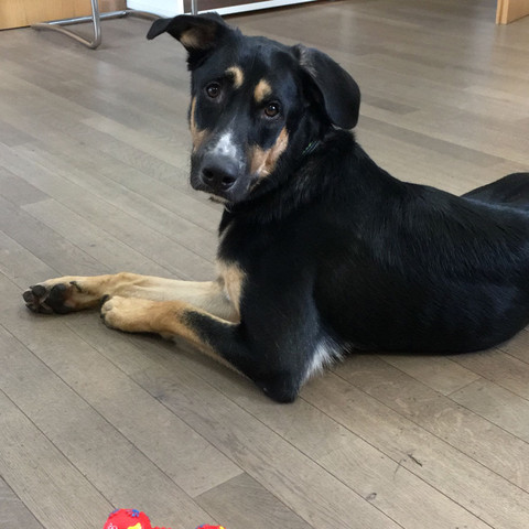 Mein Schatz... - (Medizin, Tiere, Hund)