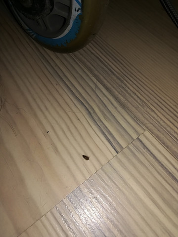 Speck Kafer Larve In Der Wohnung Ist Man Dreckig Oder Wo Kommen