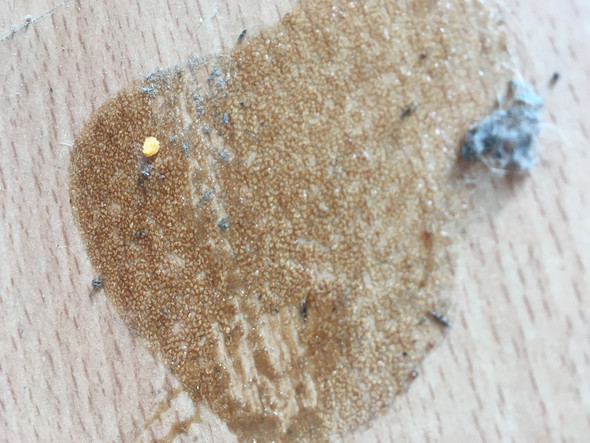 Speckkafer Eier Computer Insekten Kafer