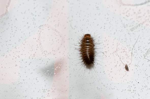 Speckkafer Khaprakafer Teppichkafer Oder Doch Etwas Anderes Insekten Kafer Ungeziefer