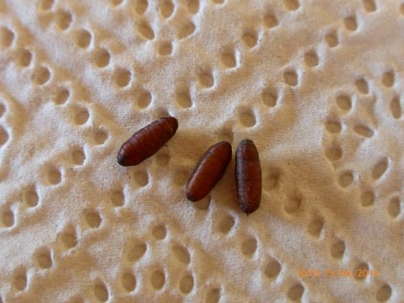 Speckkäfer - Larven im Schlafzimmer? (Ungeziefer)