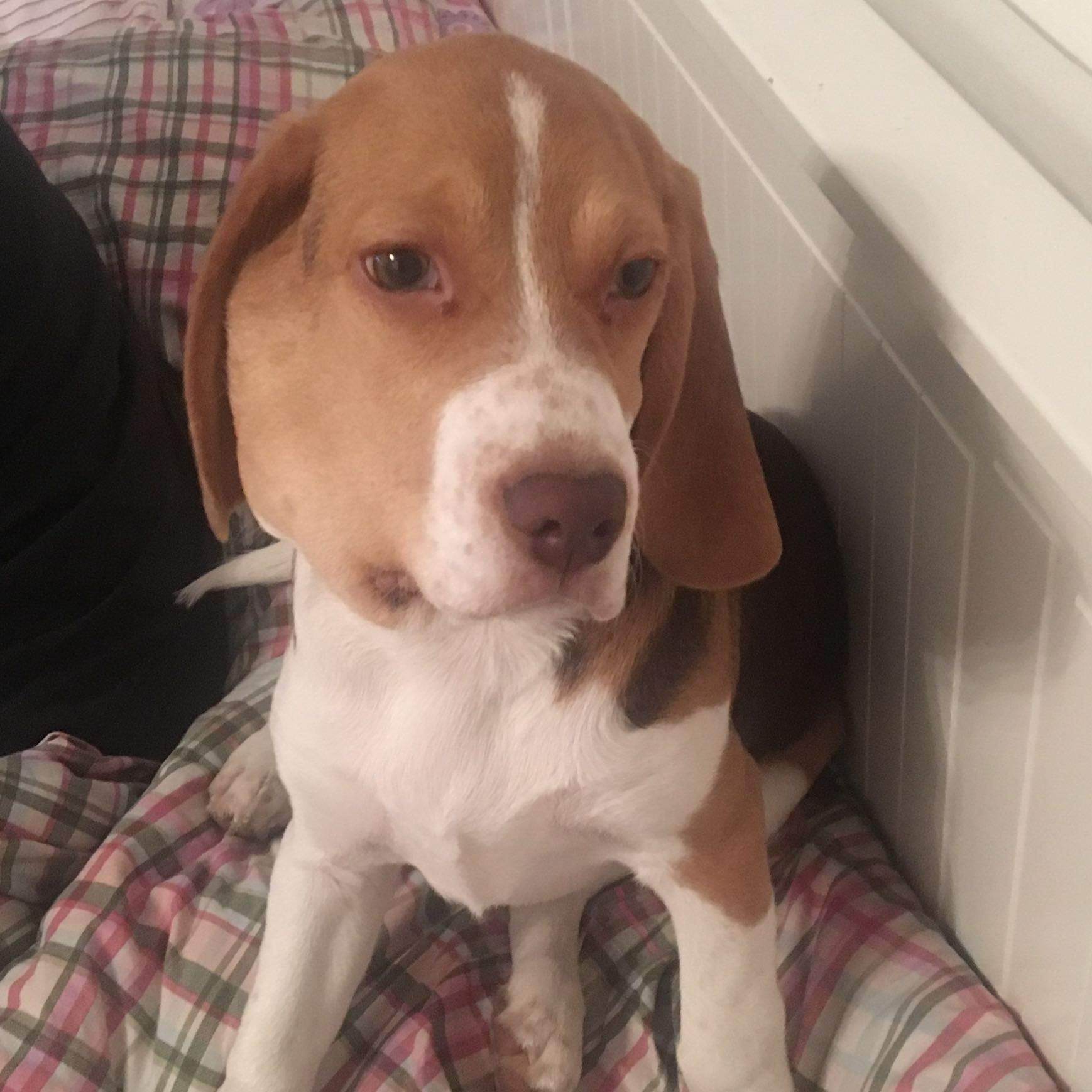 Speicheldrüseninfektion beim Hund(Beagle? (Gesundheit und Medizin, Gesundheit, Tiere)