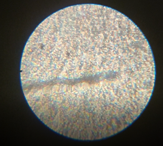 Spermien mikroskop
