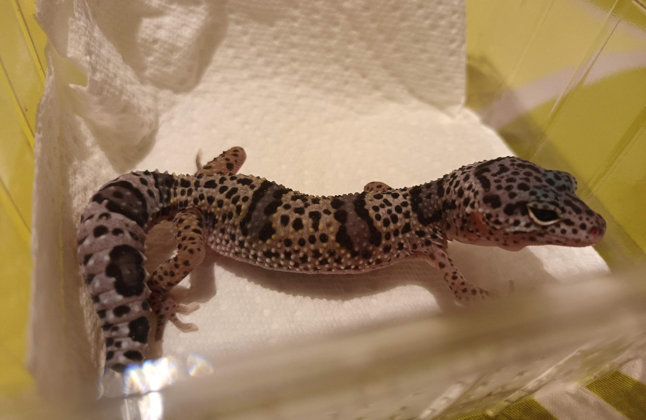 Spider-Leopardgecko? (Verhalten, Reptilien)