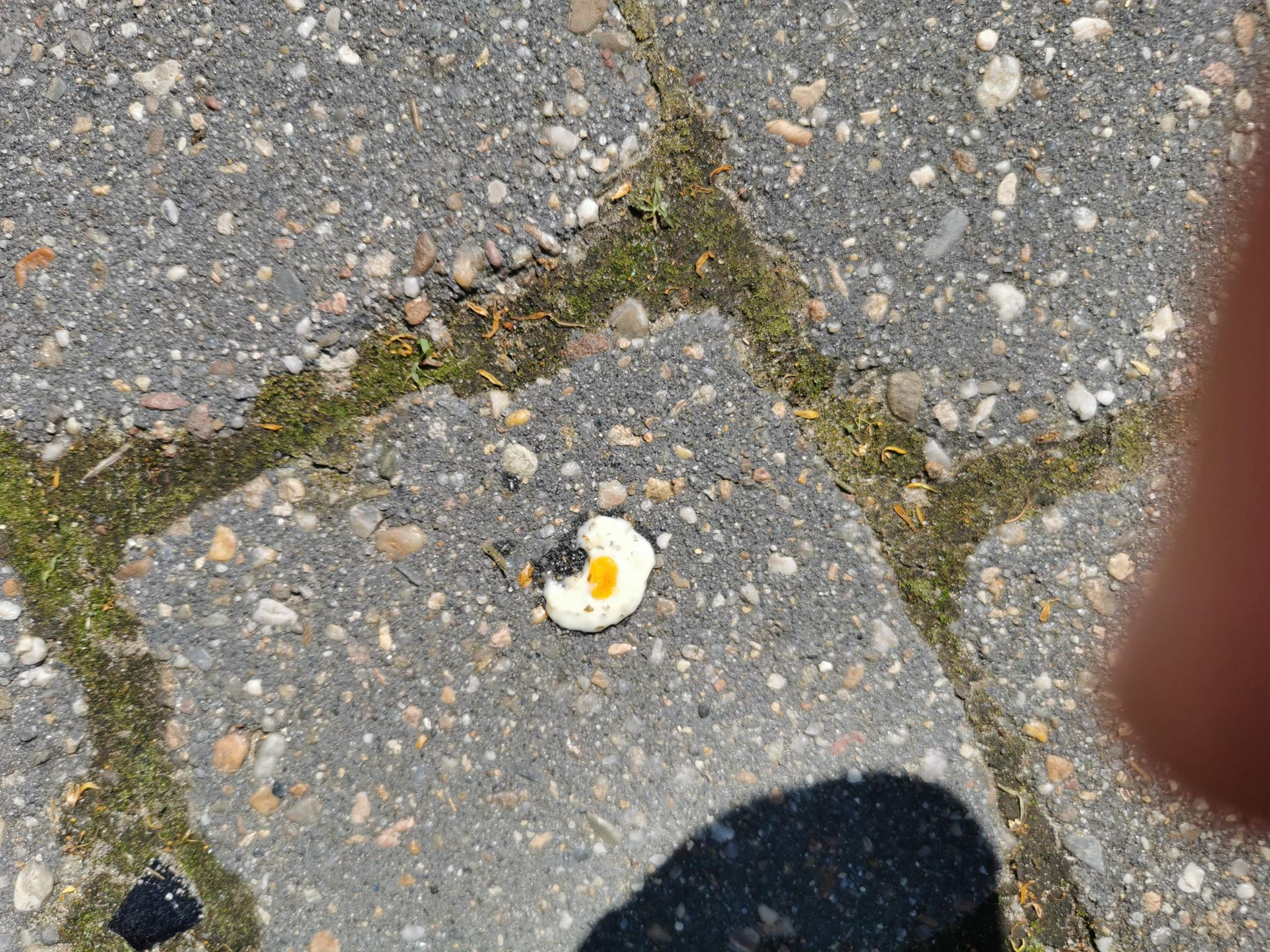 Spiegelei draußen auf dem Boden gefunden? (Essen, Vögel, Eier)
